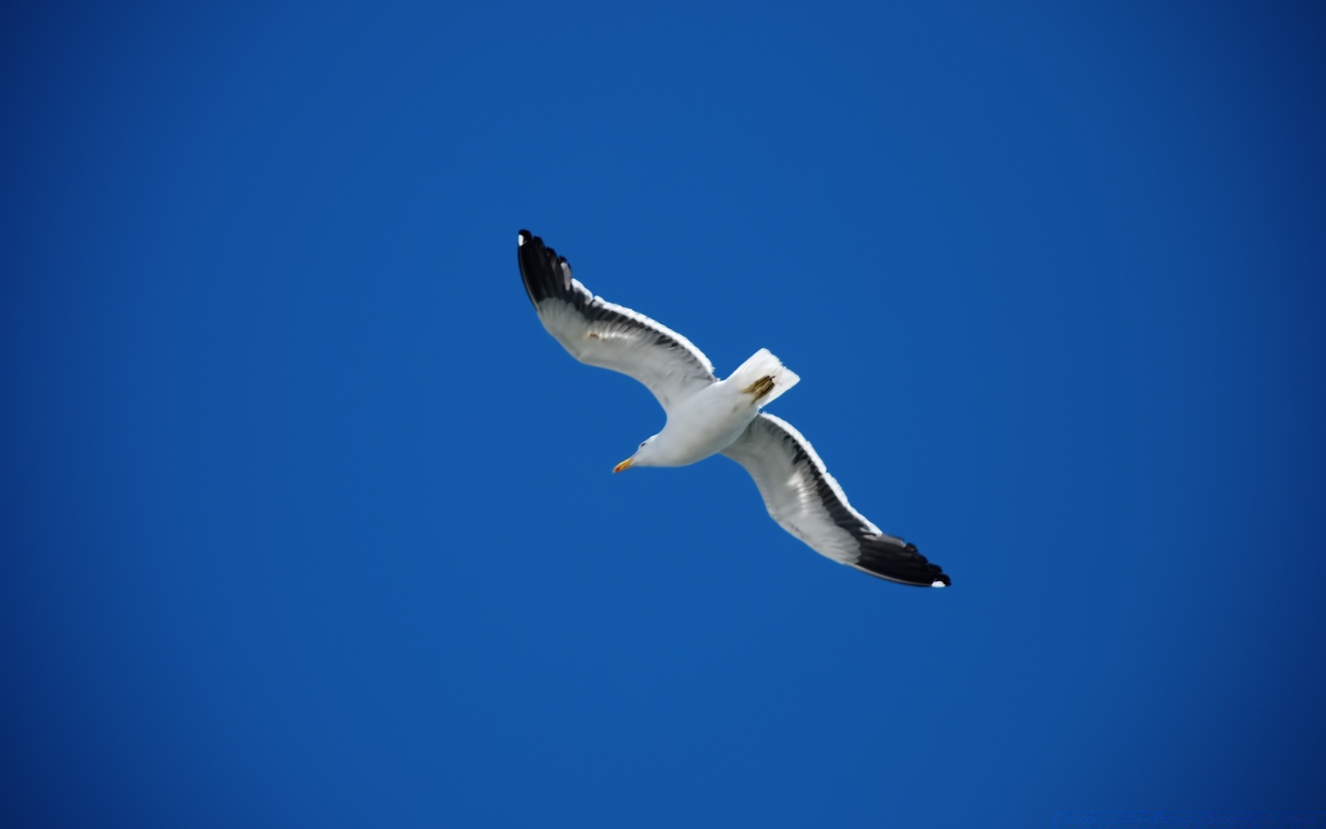 seagull bird seagulls wildlife sky outdoors nature flight freedom daylight