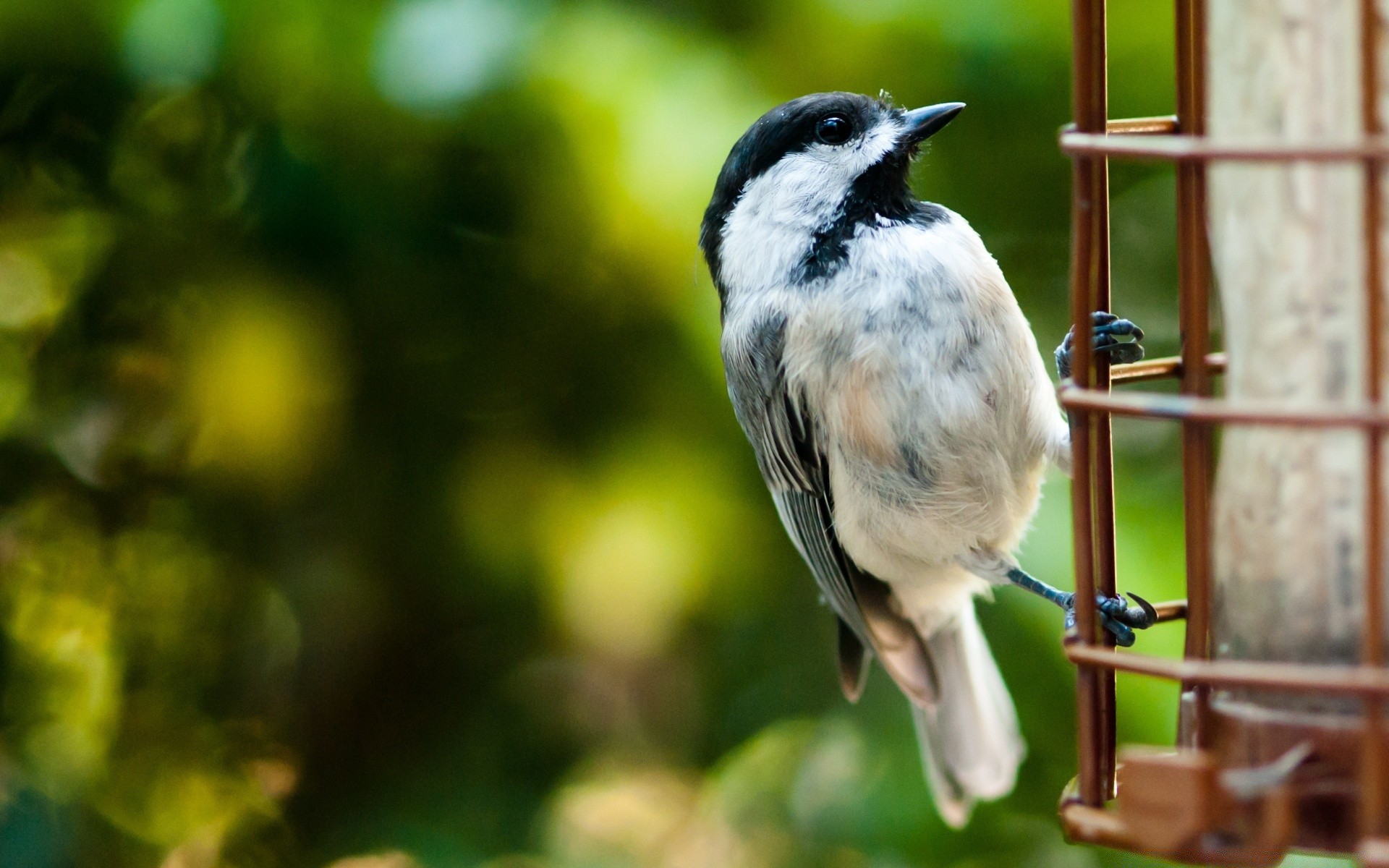 birds bird wildlife nature animal outdoors wild little avian beak songbird