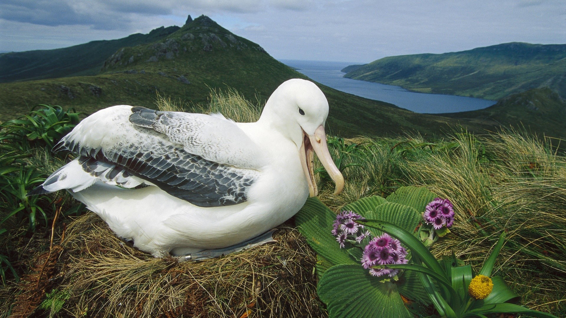 birds nature water bird sea outdoors landscape ocean wildlife seashore beautiful grass beach rock wild