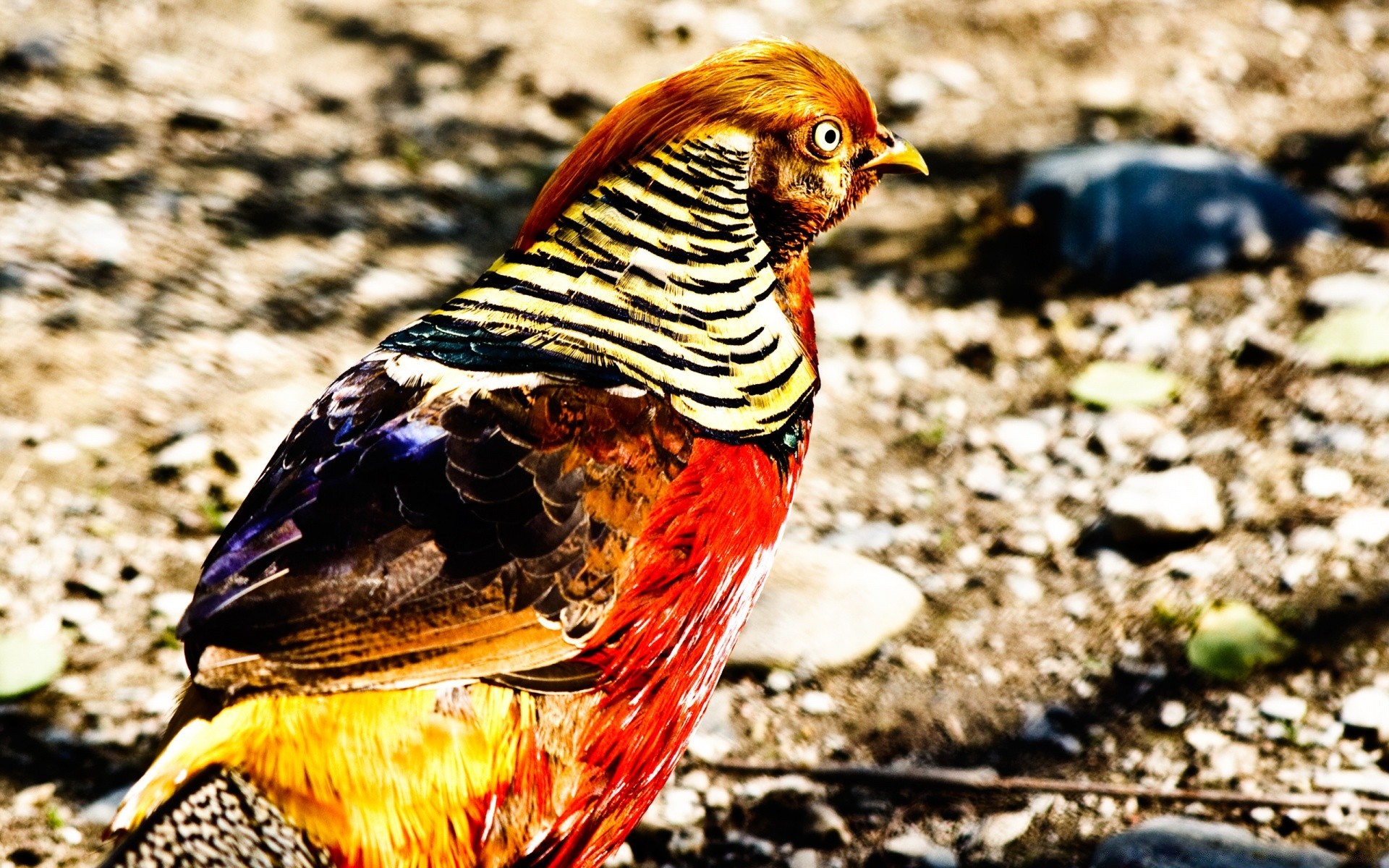 oiseaux nature oiseau la faune à l extérieur sauvage animal plume