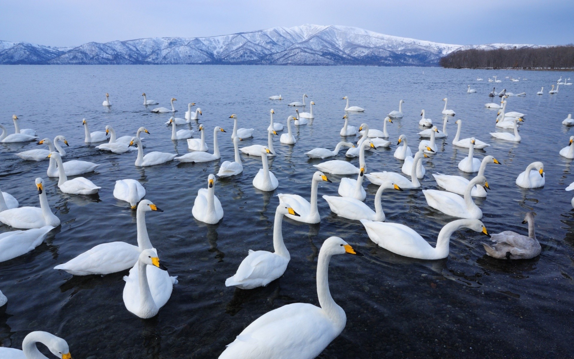 cisnes cisne agua aves naturaleza lago vida silvestre natación al aire libre