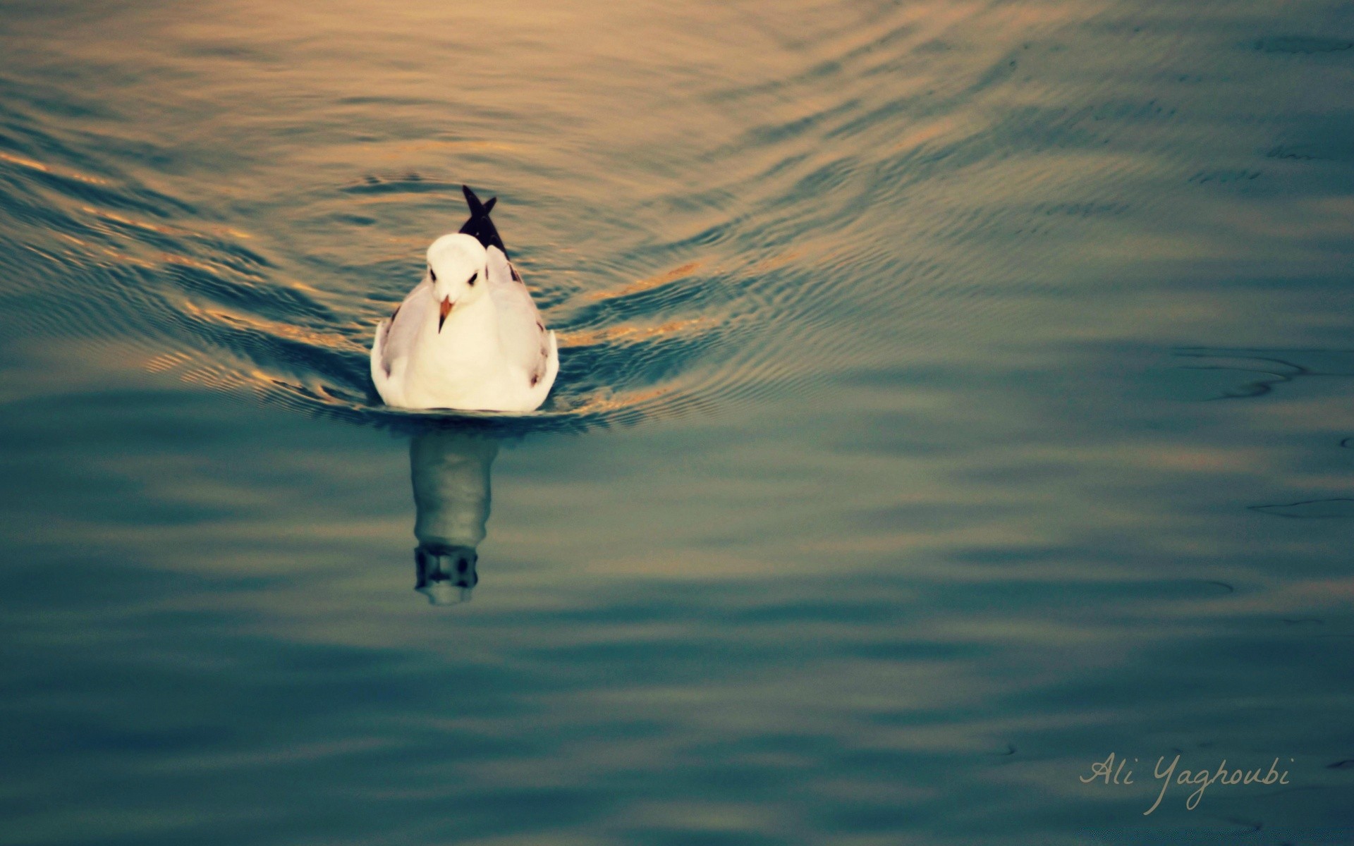 möwe wasser vogel see reflexion ozean im freien meer eine