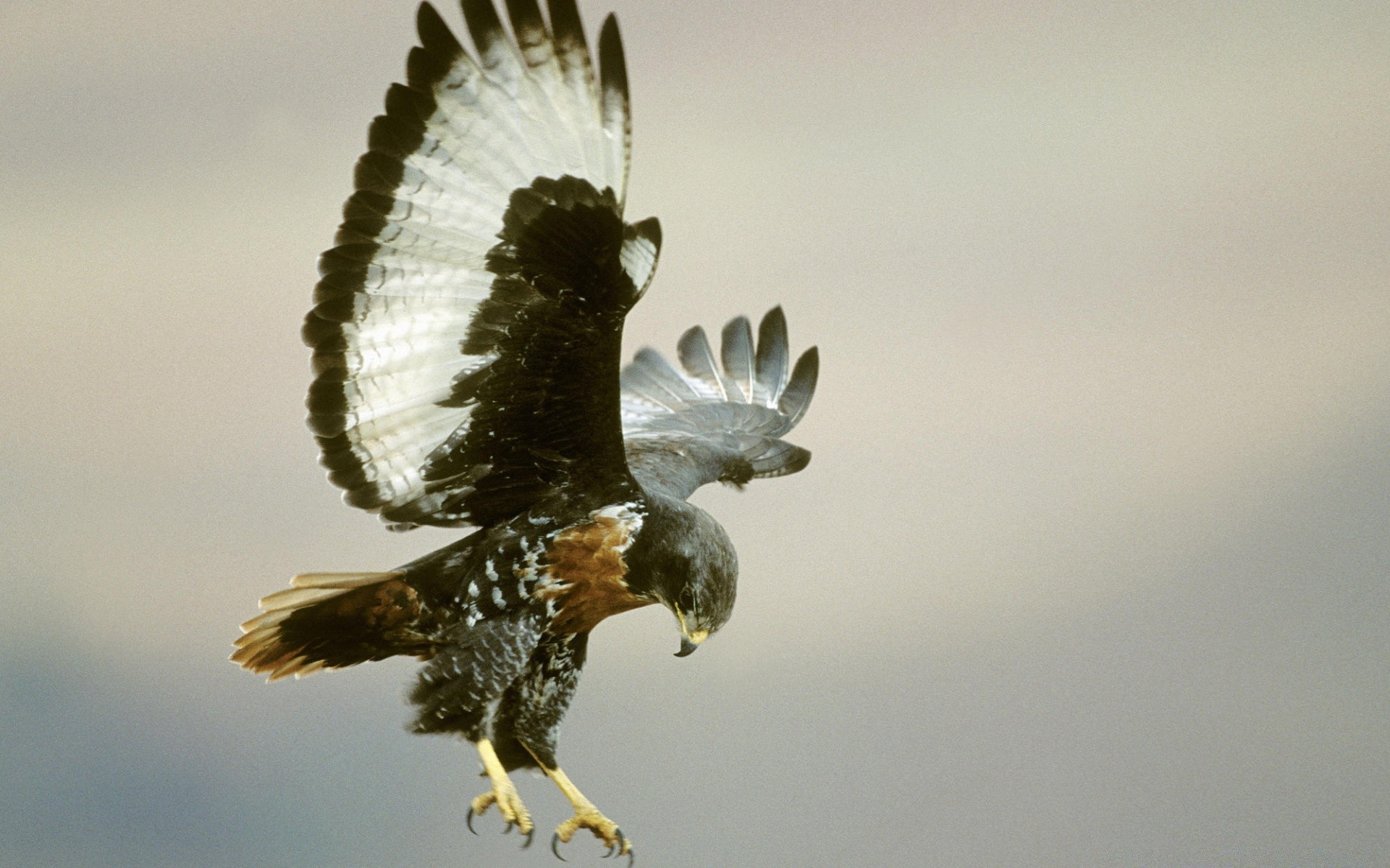 oiseaux oiseau raptor faune aigle nature plume faucon animal à l extérieur proie vol faucon