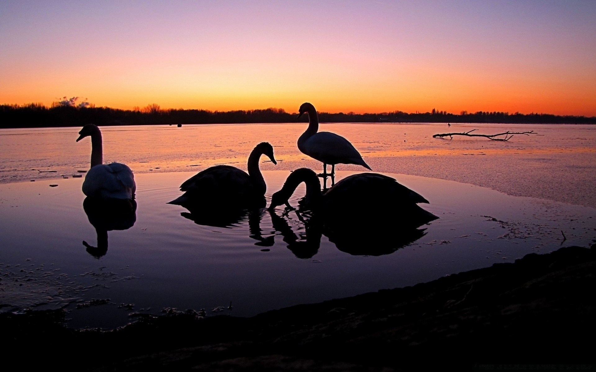 cisnes pôr do sol amanhecer água lago noite crepúsculo reflexão praia pássaro silhueta mar paisagem céu oceano luz natureza inverno sol