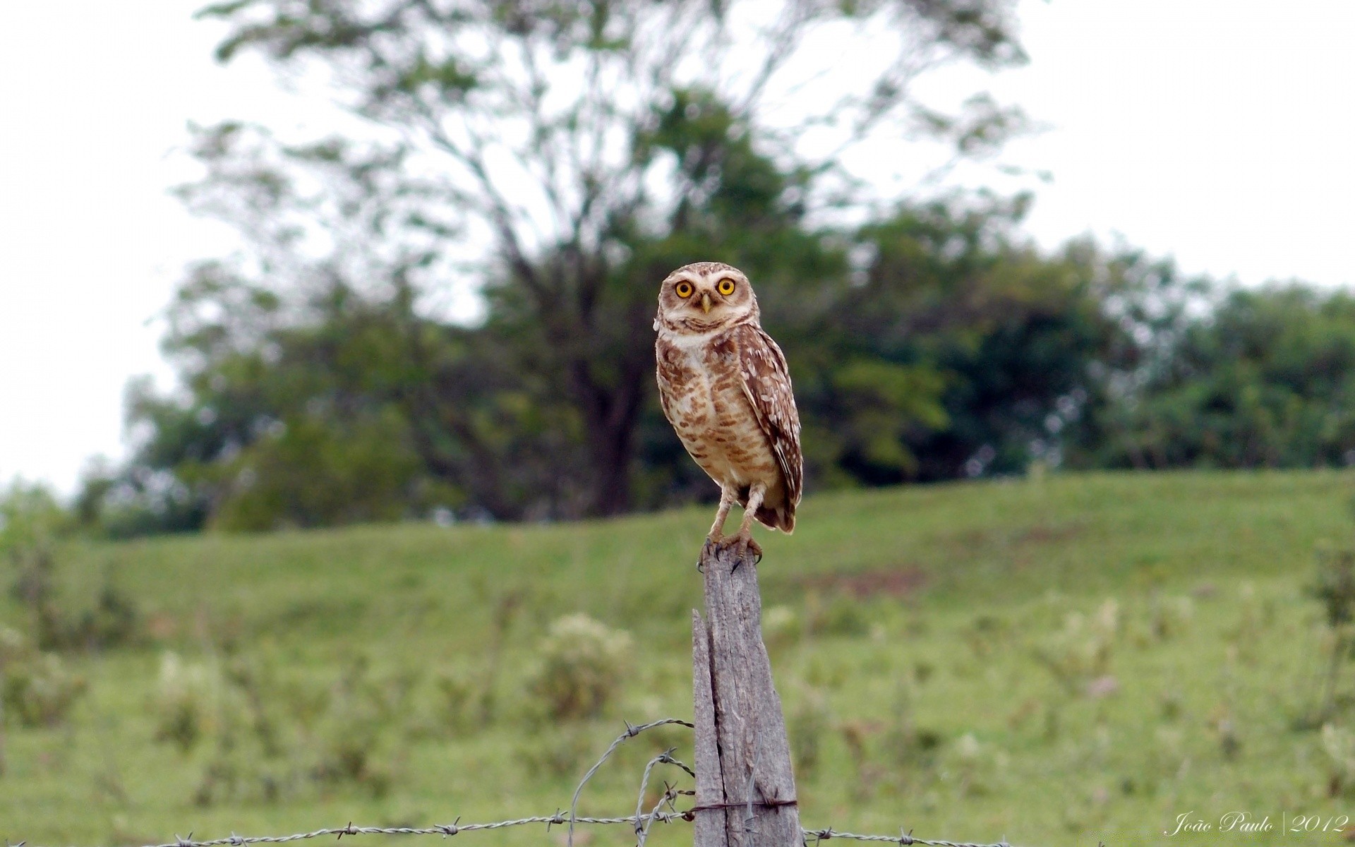 coruja raptor vida selvagem animal pássaro presa natureza predador caçador selvagem ao ar livre retrato grama águia árvore