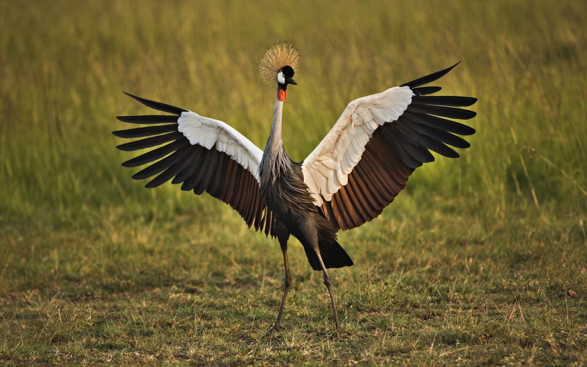 aves pássaro vida selvagem guindaste animal pena natureza bico voo selvagem avian grama cegonha asa