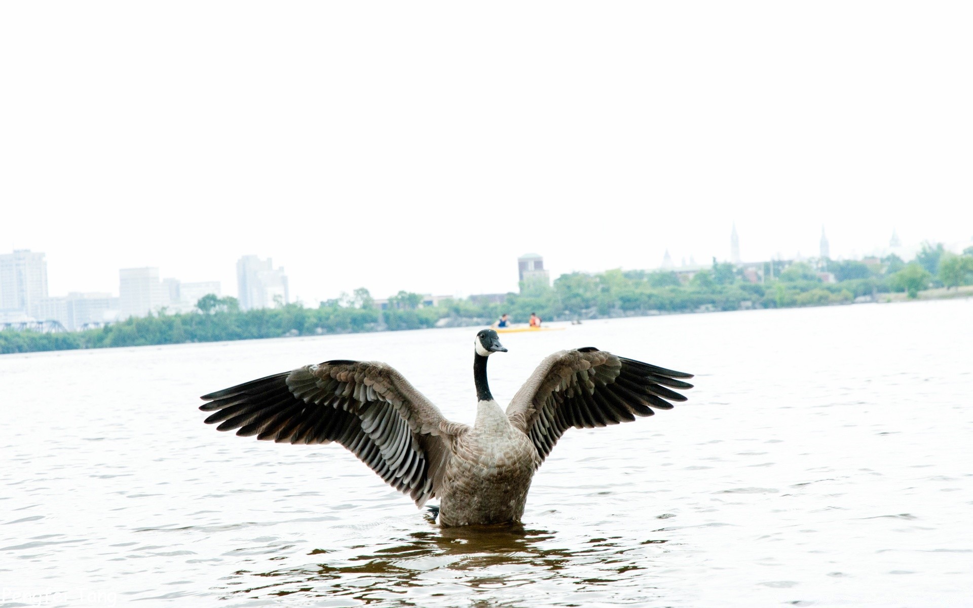 sauvagine oiseau eau nature lac oie cygne faune en plein air canard animal réflexion plume piscine oiseaux