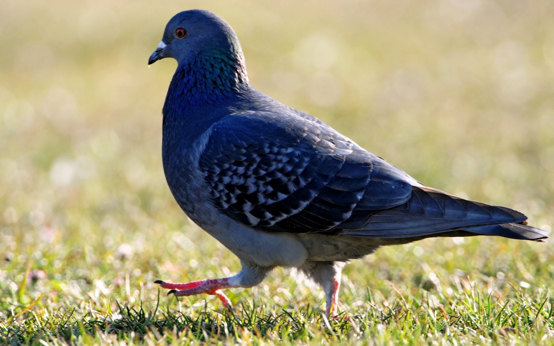 pigeon oiseau faune pigeon nature à l extérieur animal bec sauvage aile plume