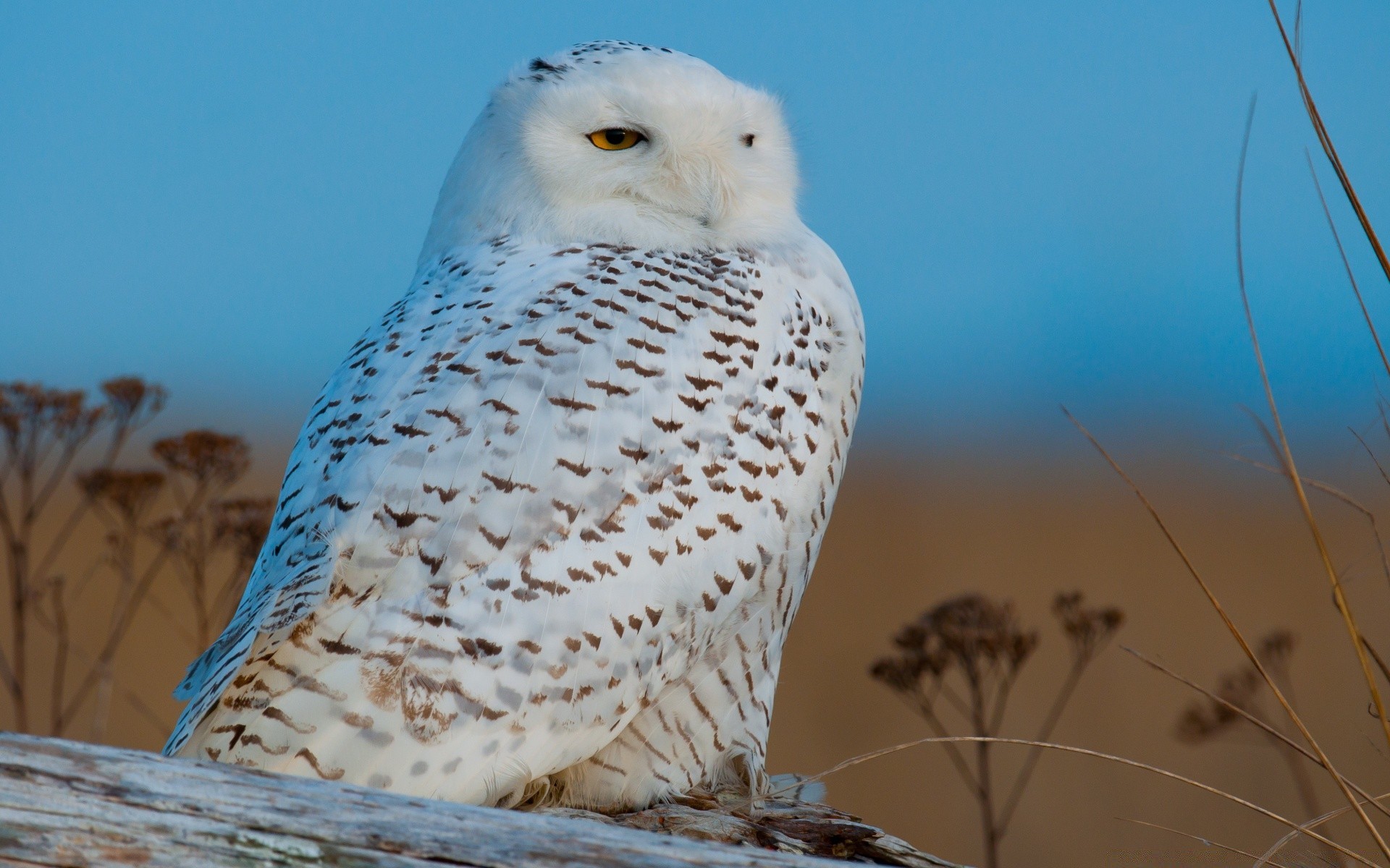 hibou oiseau faune nature rapace à l extérieur animal bec