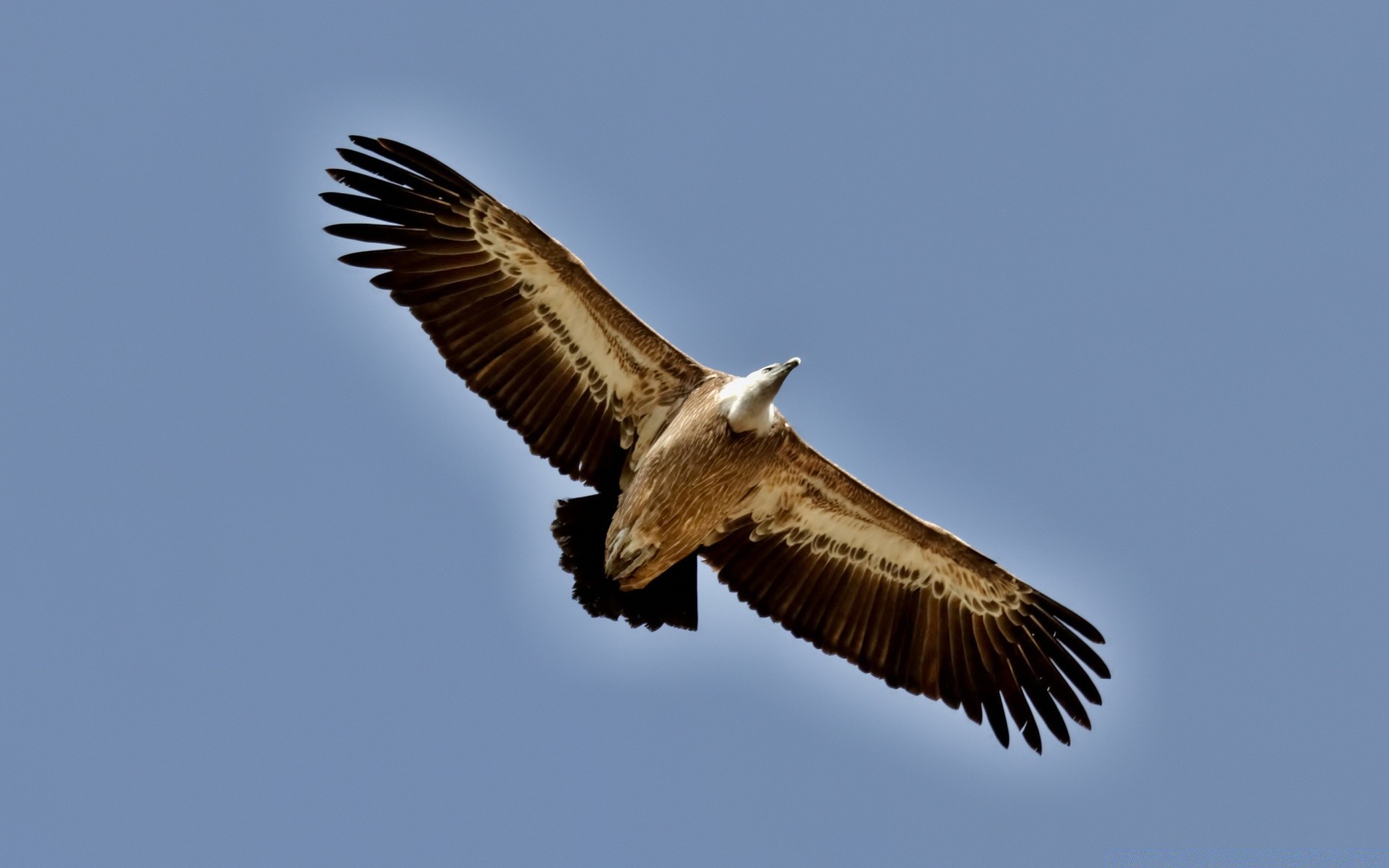 birds bird raptor wildlife flight nature eagle animal daylight outdoors wild wing bald prey