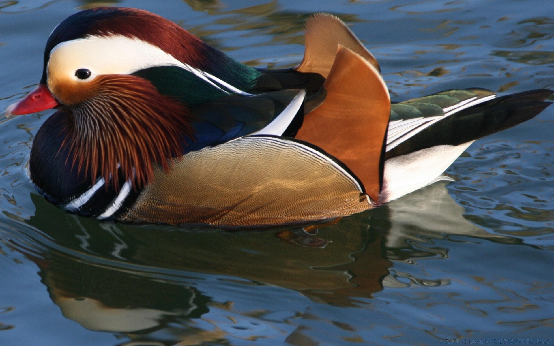 duck bird water poultry lake waterfowl swimming wildlife pool outdoors one river reflection mallard nature goose