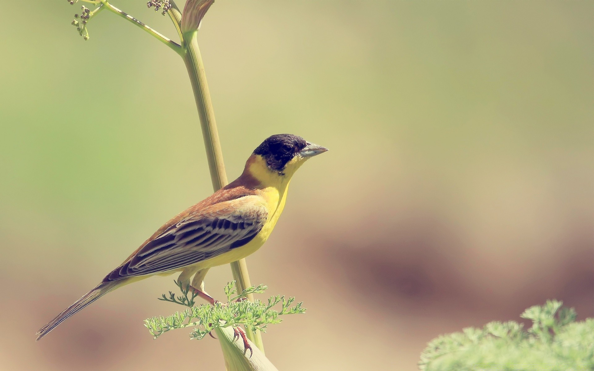 oiseaux faune oiseau nature à l extérieur animal sauvage petit