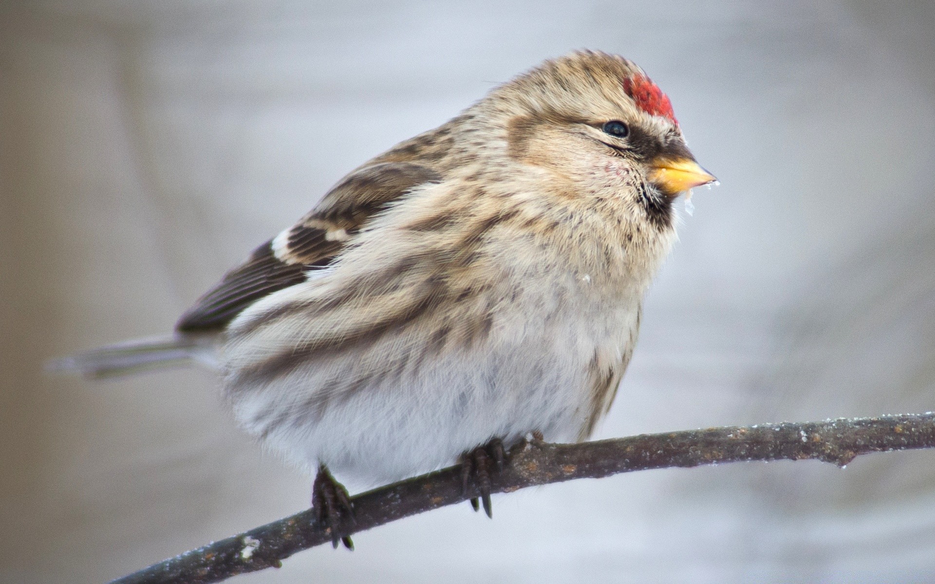 birds bird wildlife avian outdoors nature animal beak feather