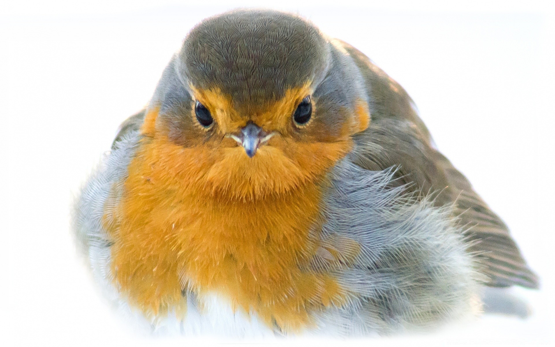 vögel vogel tierwelt tier feder natur ein flugzeug schnabel vögel anzeigen