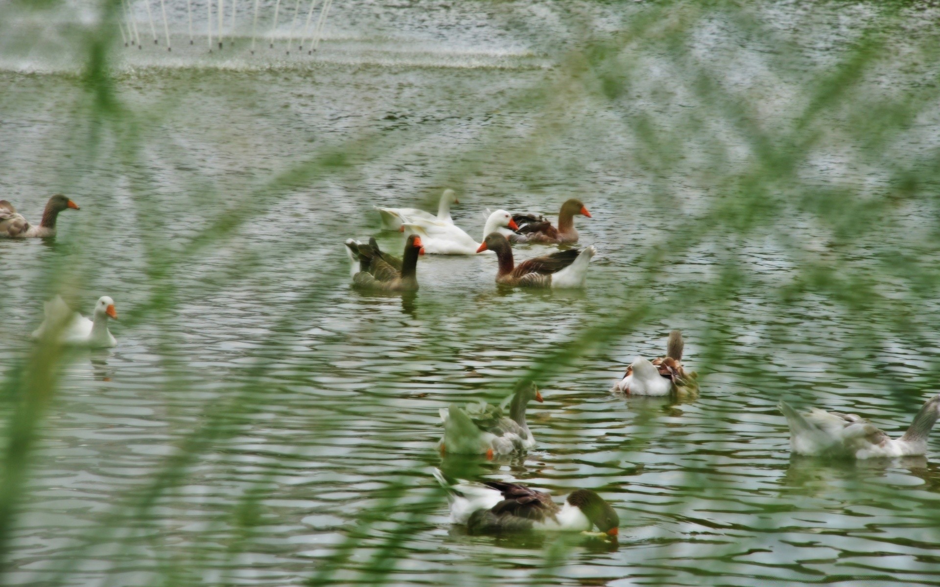 duck bird pool water waterfowl lake goose poultry wildlife mallard feather river swimming outdoors duckling drake animal grass beak