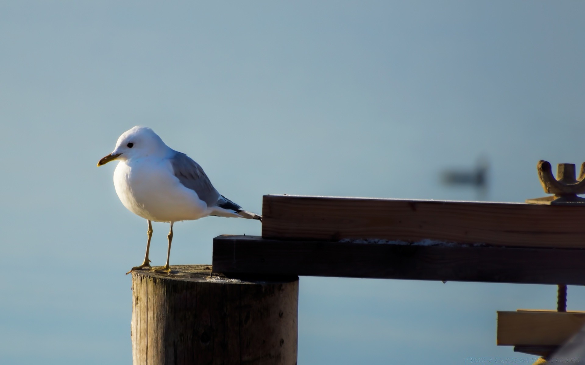 birds bird sky seagulls outdoors daylight wildlife travel water beach winter nature sea side view flight