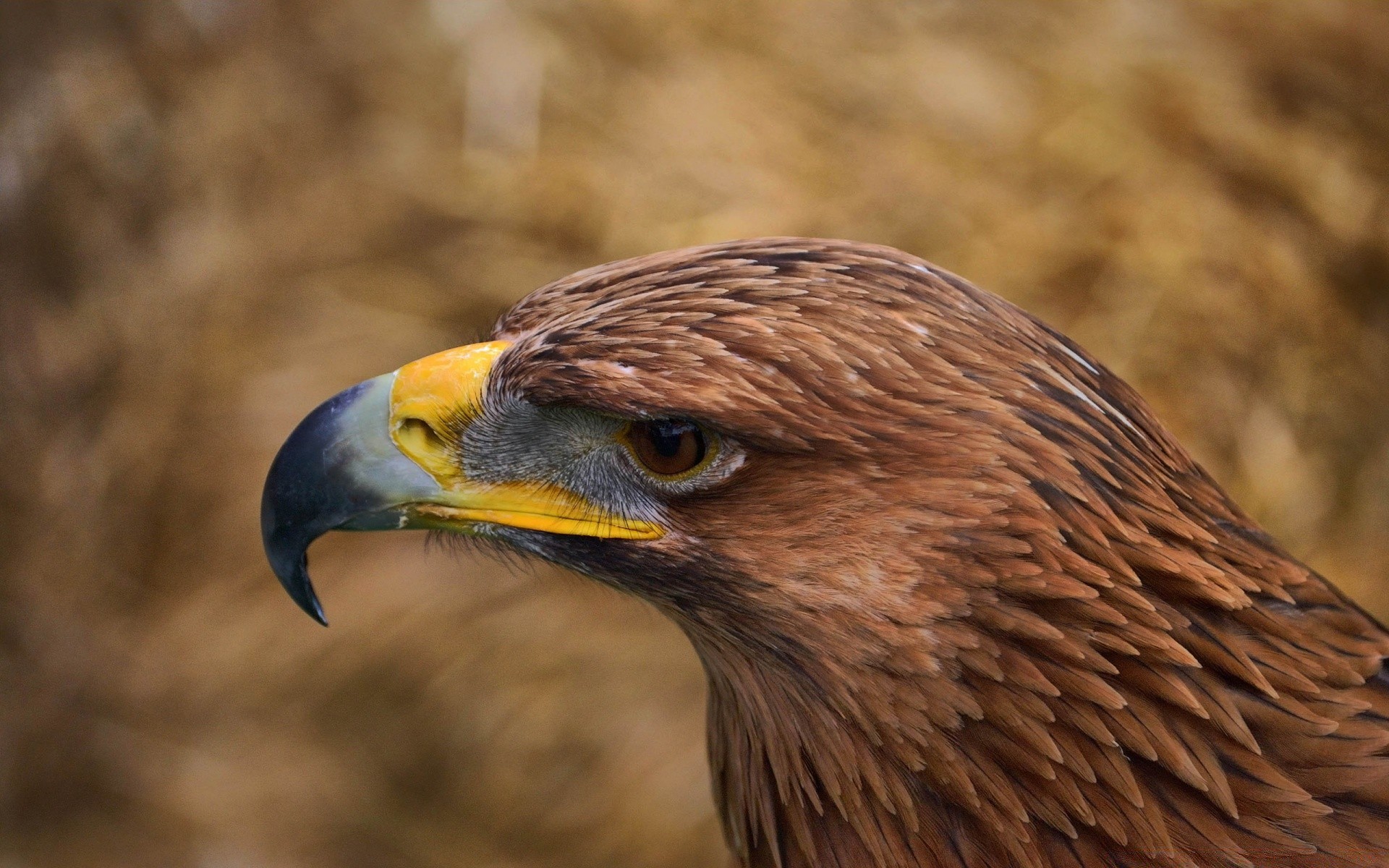 adler raptor vogel tierwelt beute falke hock raubtier falkenjagd majestätisch natur jäger weißkopfseeadler porträt schnabel feder tier kopf