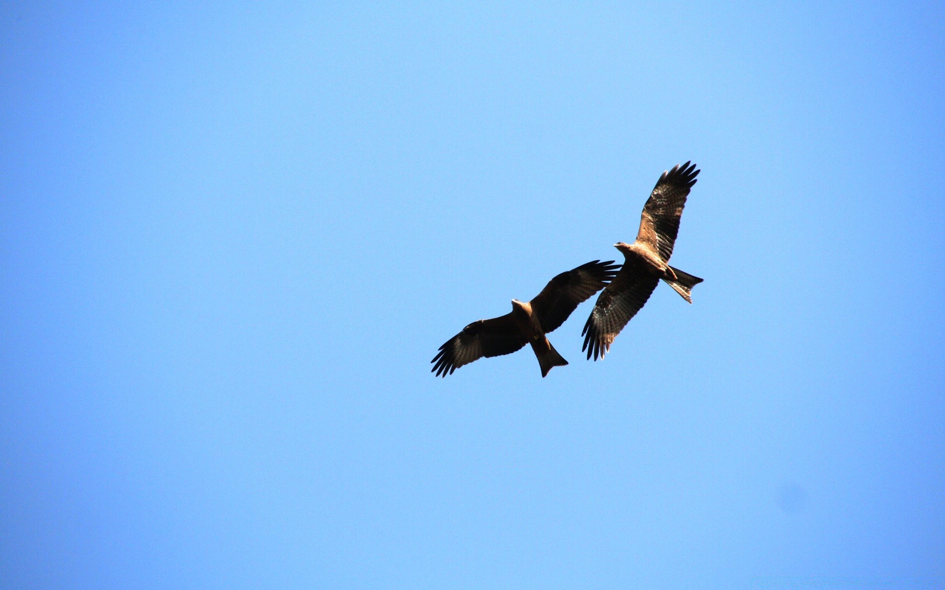 uccelli uccelli fauna selvatica cielo raptor volo all aperto libertà natura