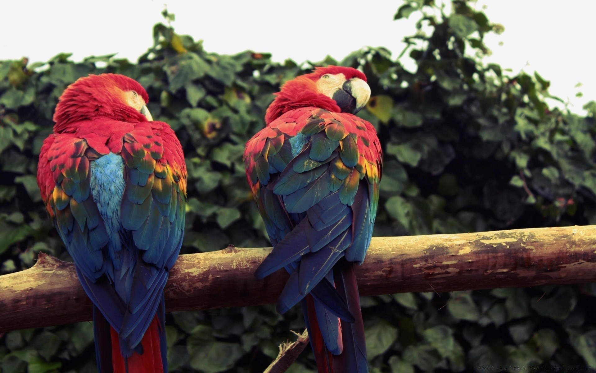 parrot bird tropical nature exotic macaw wild wildlife color bright outdoors feather