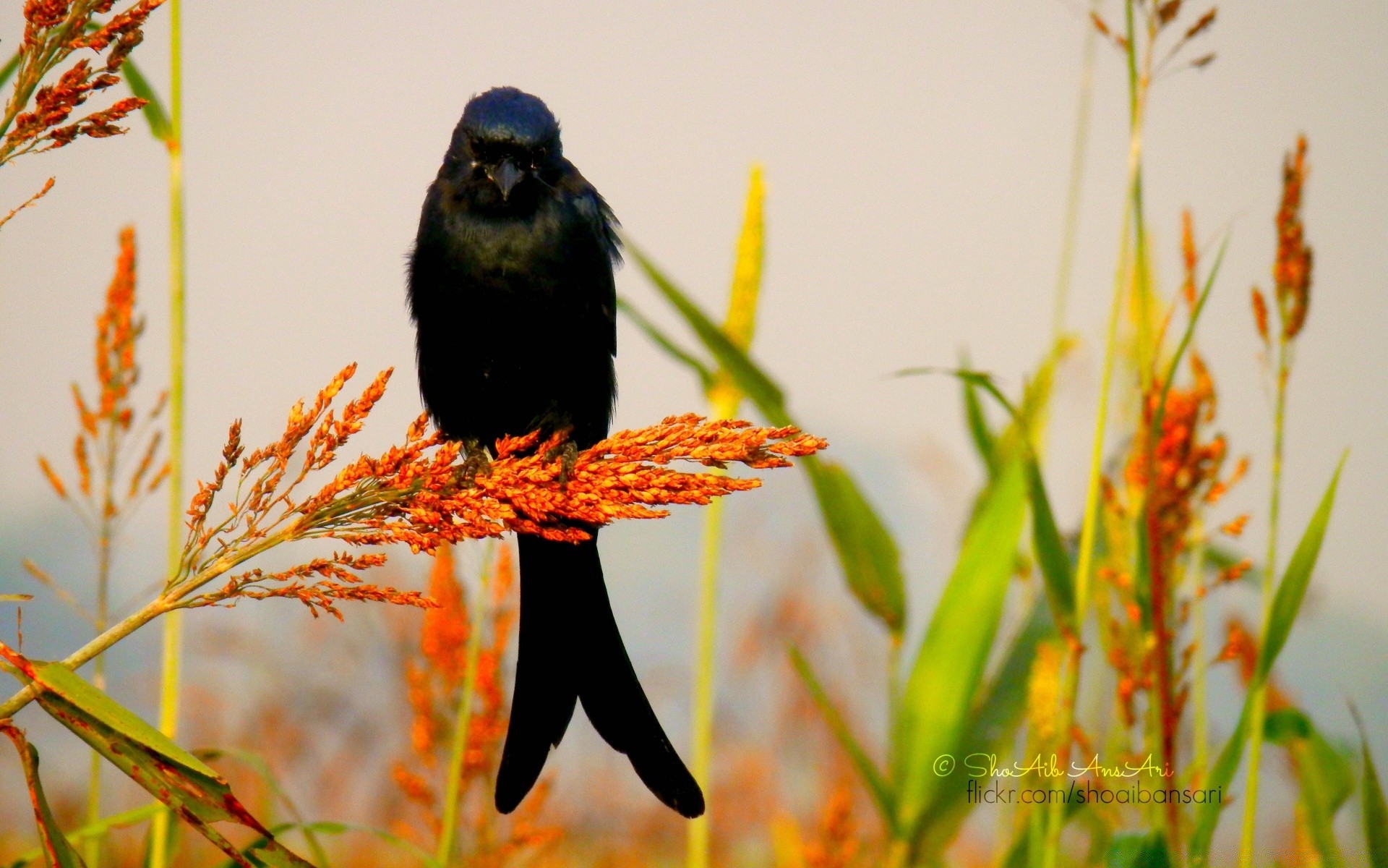 birds nature bird wildlife outdoors flower leaf food wild