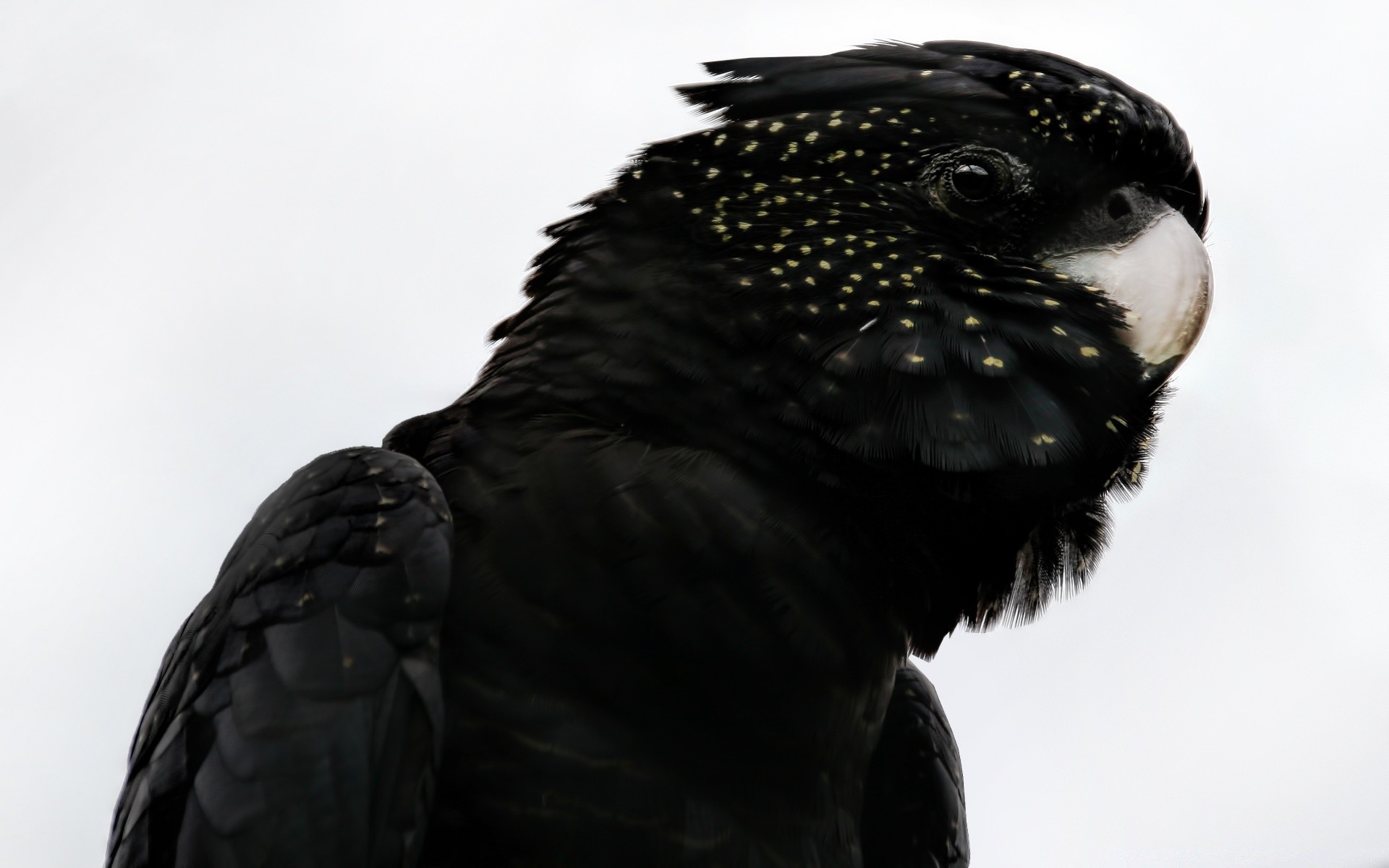 parrot bird wildlife eagle raptor portrait nature feather animal