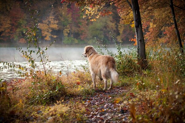 Dogs on a walk in the autumn forest