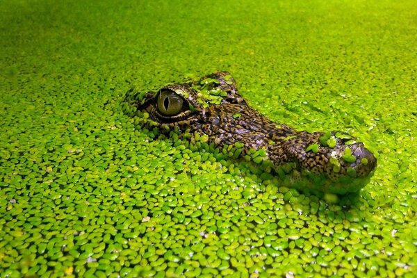 Ein Alligator, der sich im Dickicht von Algen versteckt