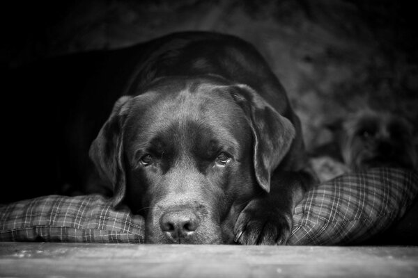 Black and white dog porter