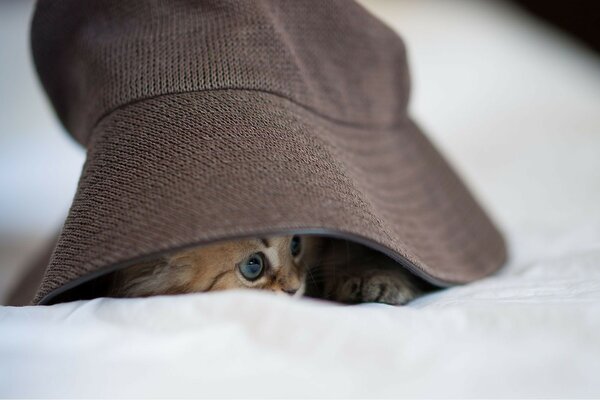 The kitten hid under a brown panama hat