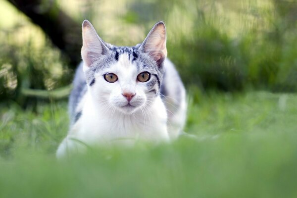 Niedliche Tiere auf dem grünen Rasen