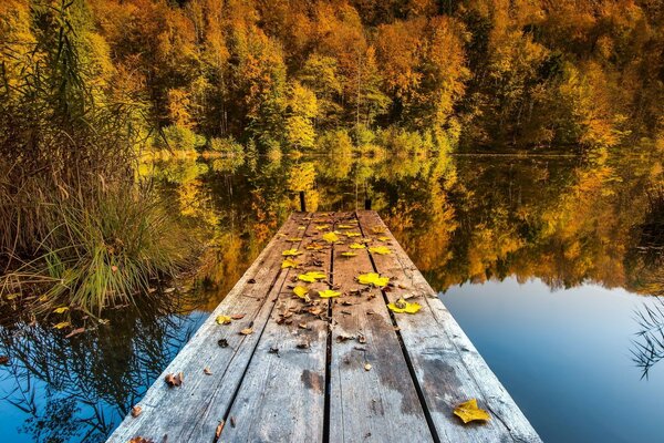 Autumn trees by the lake with a bridge