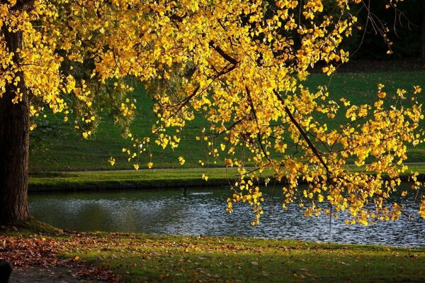 Pacification en automne, ruisseau, feuilles