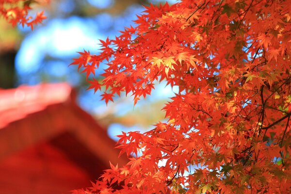 Ahornblätter sind im Herbst rot