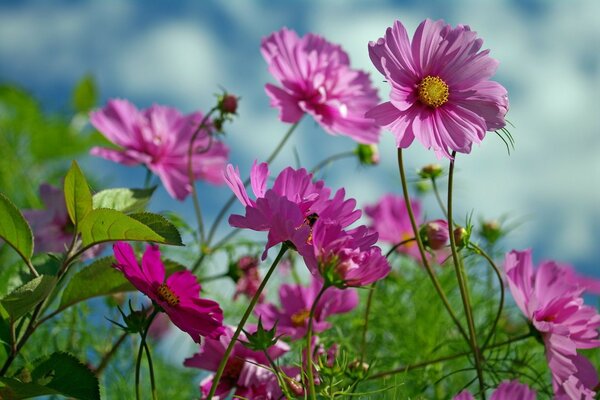 Summer nature, pink flowers