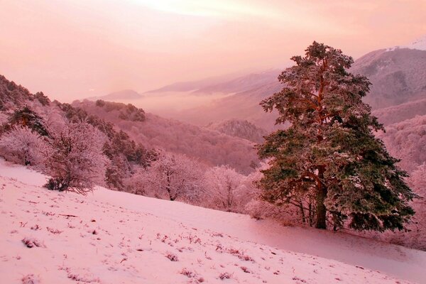 الشتاء الجبل المنحدر الصنوبر الوردي الخيال