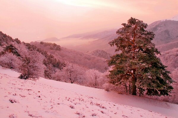 Hiver montagne pente pin rose fantaisie