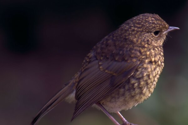 Wildtiervogel im Freien