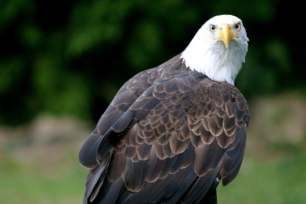 The eagle looks at you with a piercing gaze