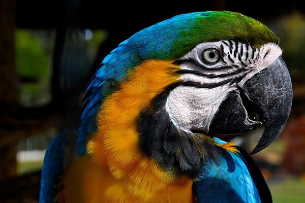 The parrot is blue and yellow