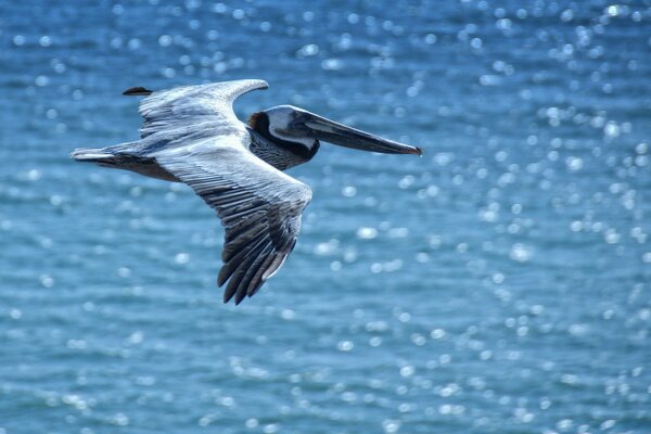 Pellicano caccia vola sopra l acqua