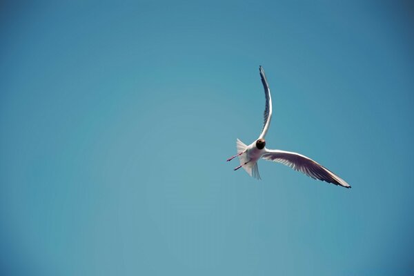 A flying seagull on a blue sky background