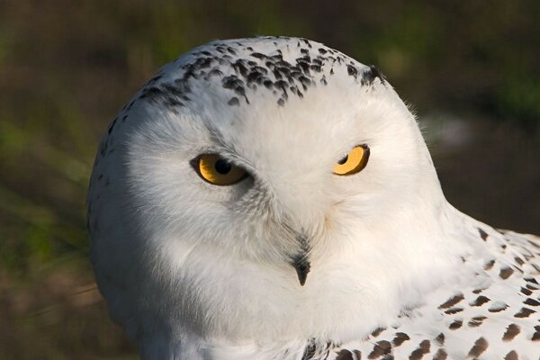 Bellissimo gufo in natura