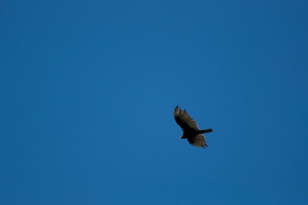 A soaring bird in the blue expanses of the sky