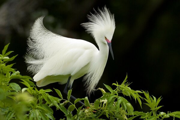 Uccello bianco come la neve tra la fauna selvatica