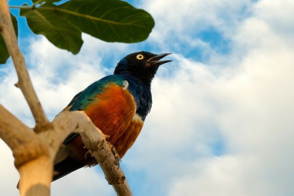 Ein mehrfarbiger Vogel schaut in den Himmel