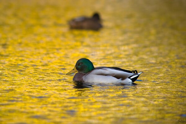 Pato flotando en el lago