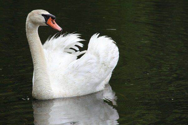 A white swan swims on the lake