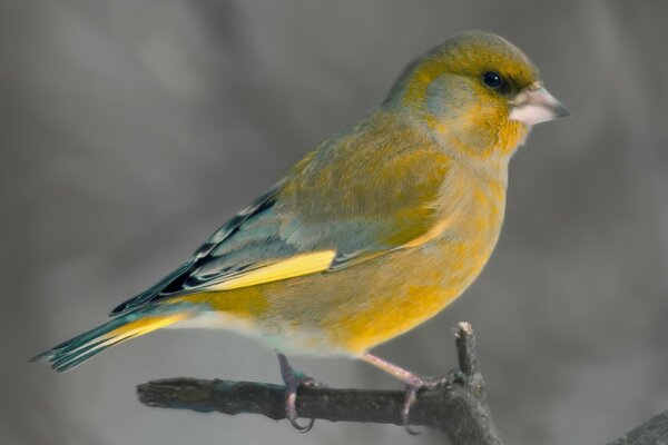 Vogel mit gelbes Gefieder auf einem Ast