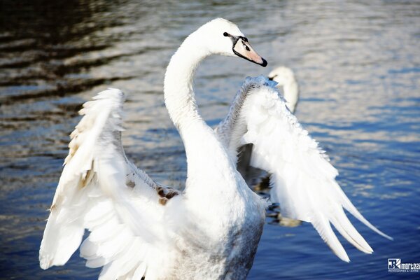 White swan on the pond