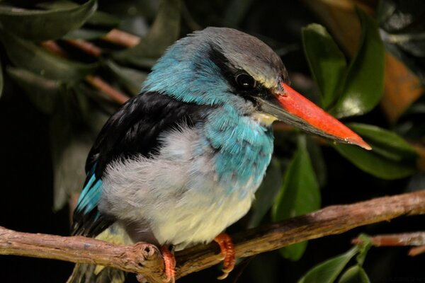 Ein Vogel mit einem großen Schnabel sitzt auf einem Ast